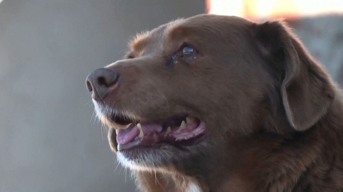 Třicetiletý Bobi z Portugalska se stal oficiálně nejstarším psem v historii